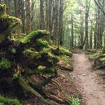 Appalachian Trail Great Smoky Mountains National Park