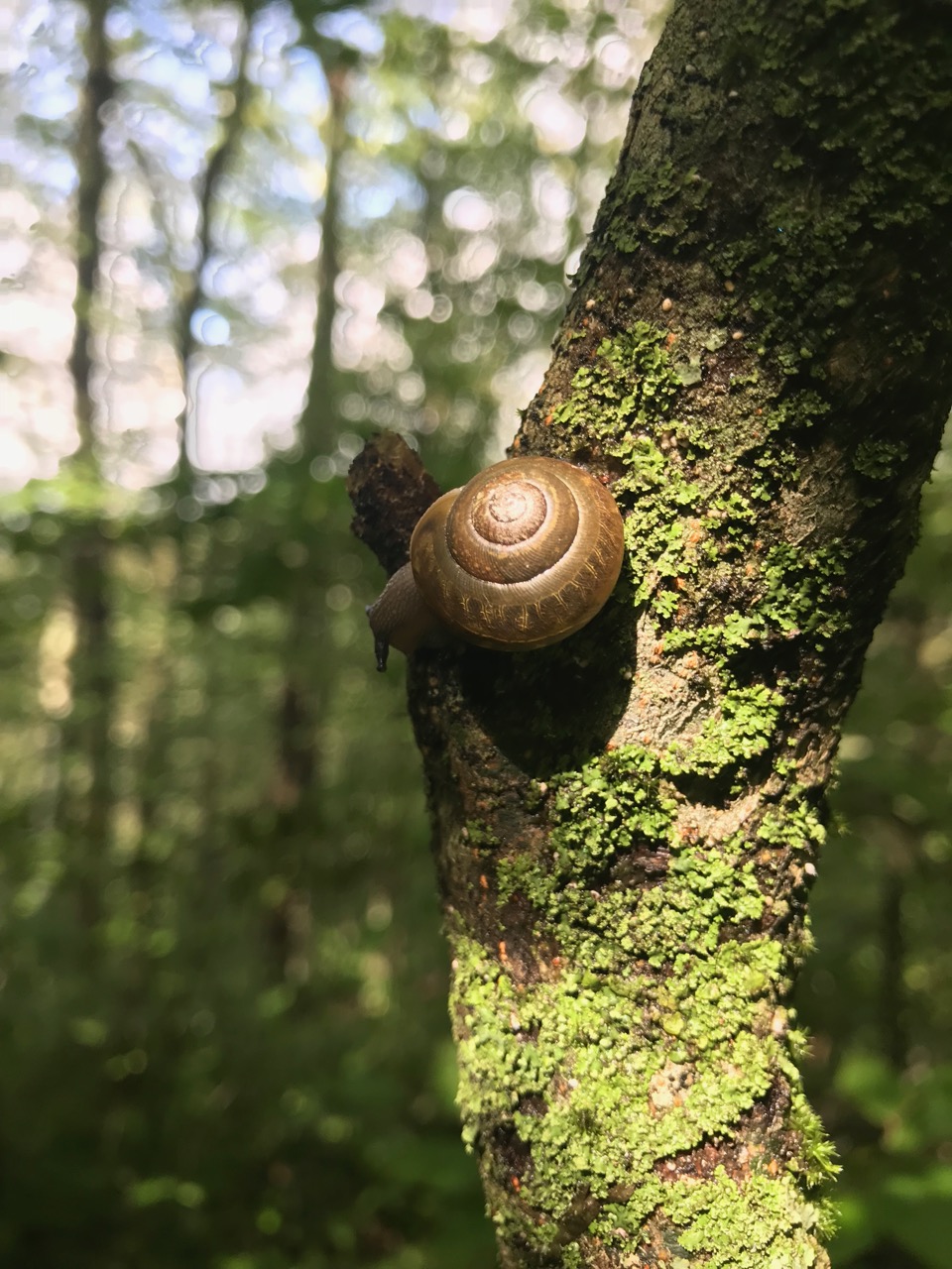 Snail Appalachian Trail